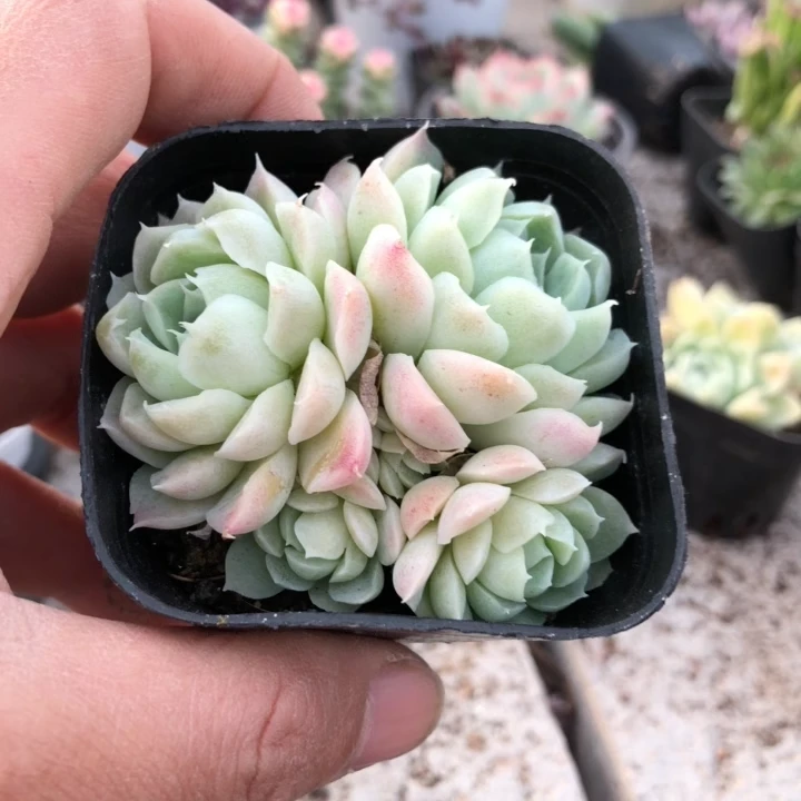 群生白月影6厘米盆【全店满15元发货】