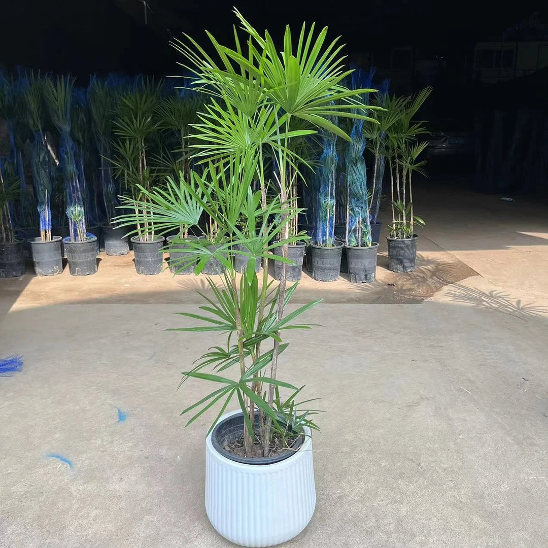 细叶棕竹小叶棕竹金山棕绿植净化空气植物盆栽耐阴室内中式风格