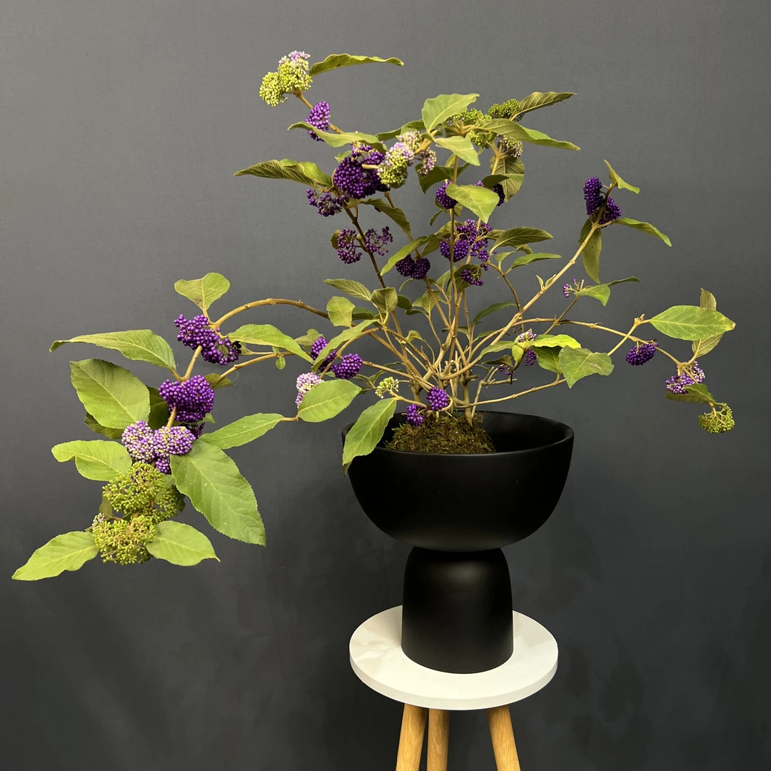 苔藓球桌面小摆件小盆栽耐阴植物室内绿植卷福墨西哥铁紫珠铁线蕨