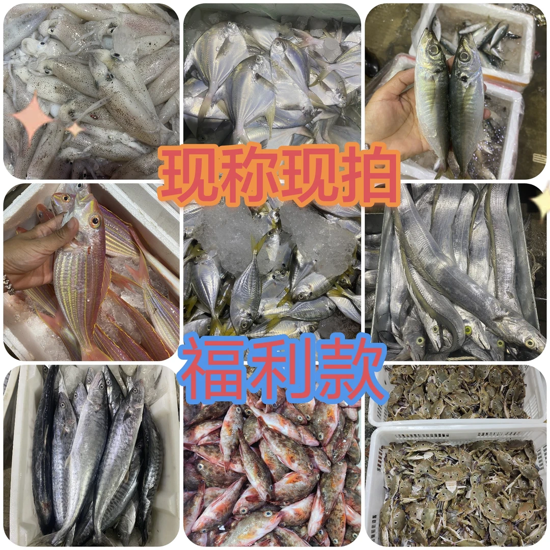 汕尾港海鲜水产海鱼现场现称（临时连接）NO退NO换