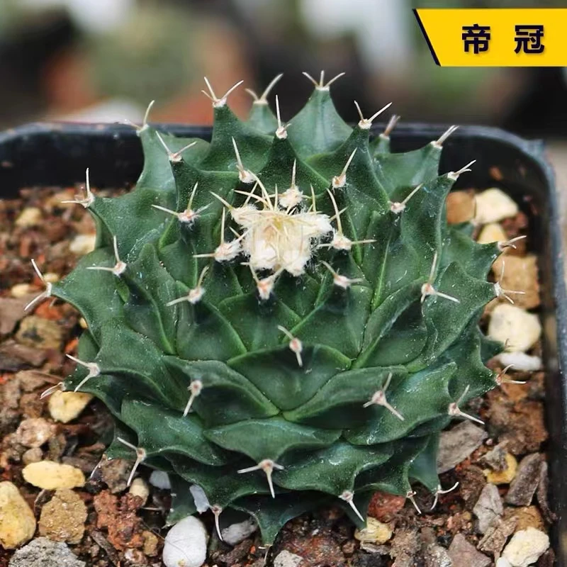 特小号 帝冠仙人球（满18包邮）