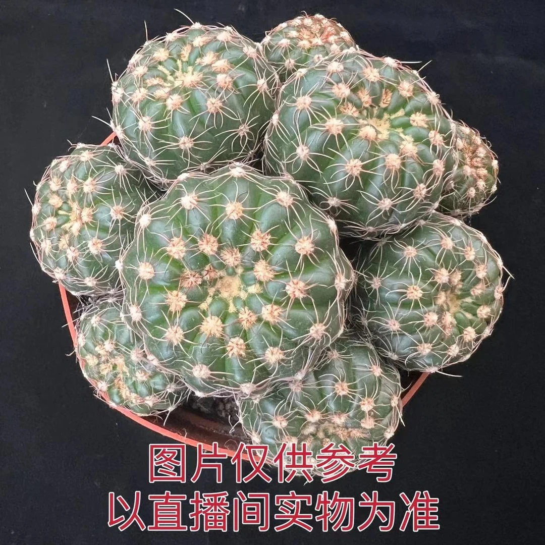 多头炫美玉 实生根仙人球(满18包邮)