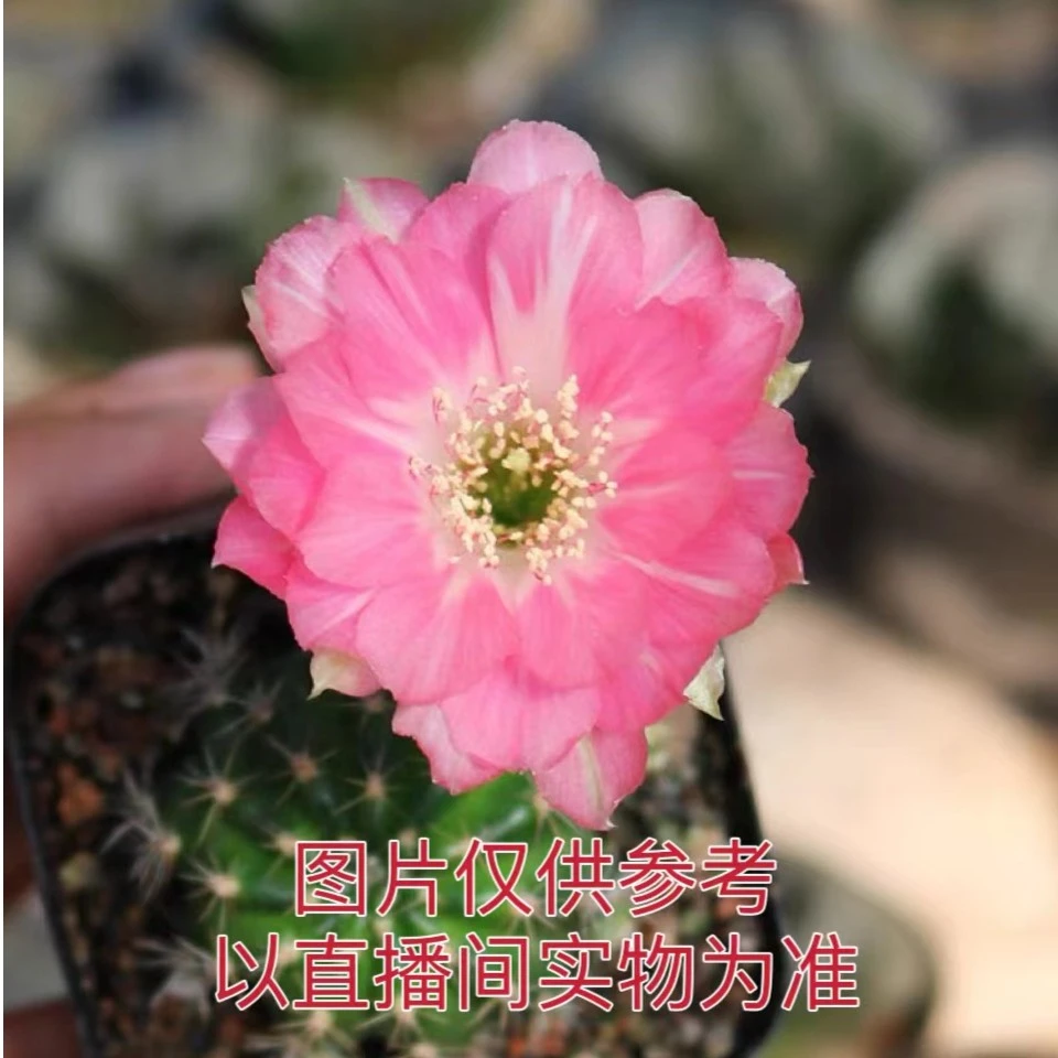 小号桃妖 丽花属仙人球3-4cm尺寸小（满18包邮）