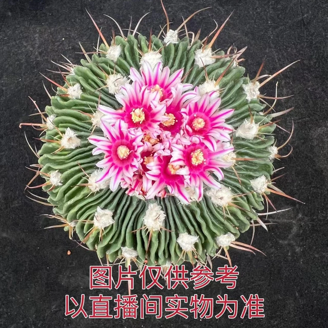 （满18包邮）大号雪顶多棱玉星巴克仙人球  8-9cm嫁接根