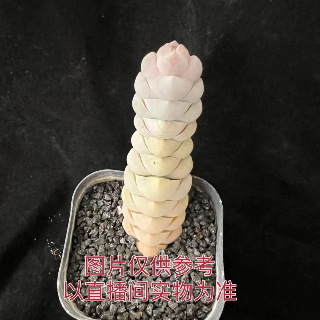 蚕宝宝 玉稚儿 多肉植物（满18包邮）
