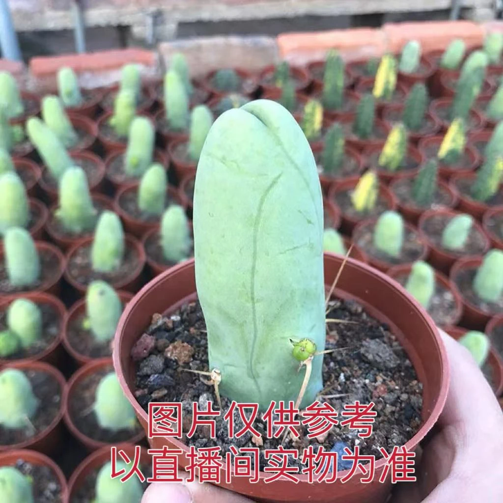 程程柱 仙人柱  仙人球