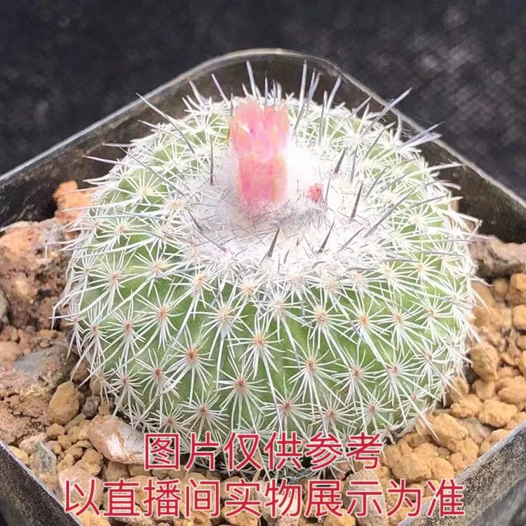 小号乌月丸4cm左右仙人球（满18包邮）