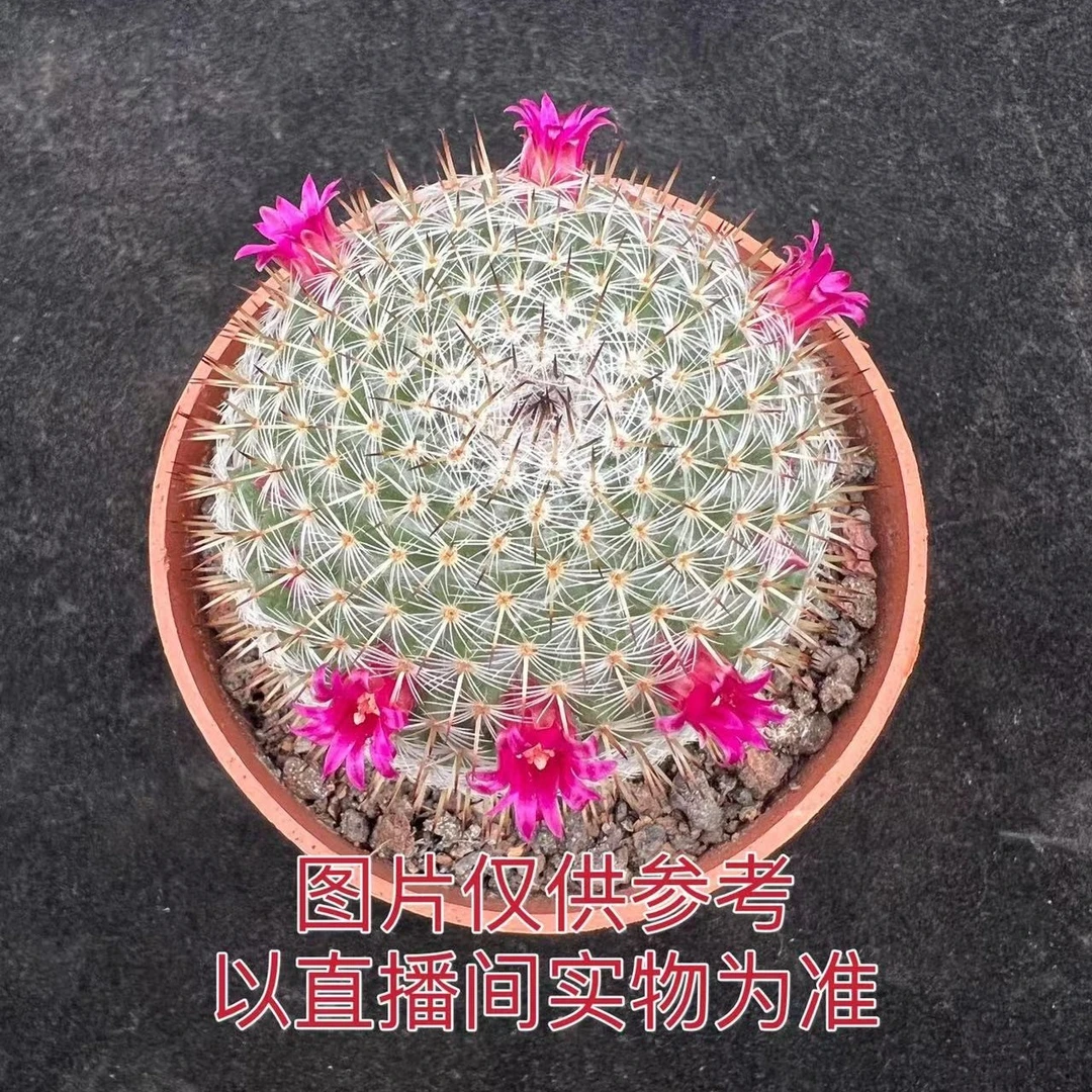 中号 希望丸 白玉兔 仙人球（满18元包邮）裸根发货