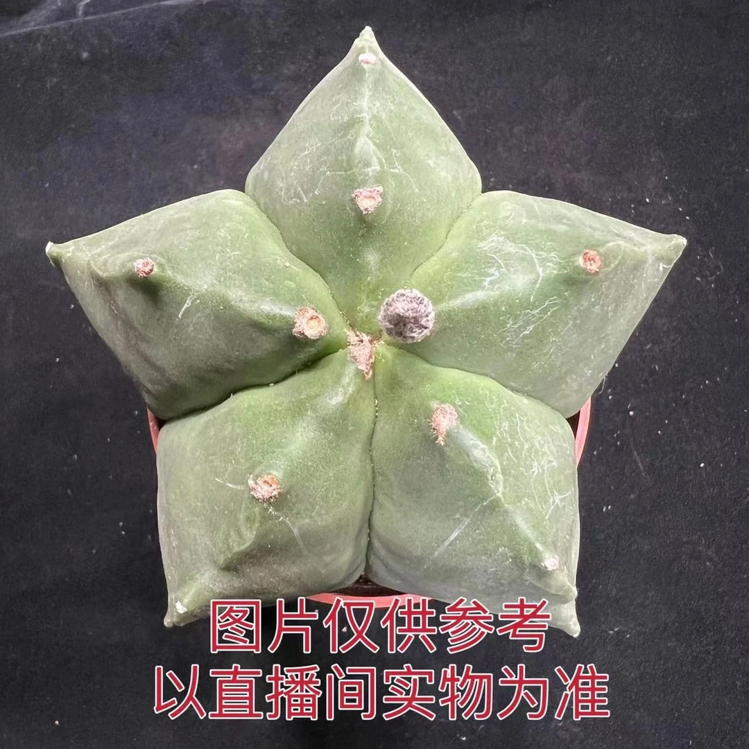 （满18元包邮）中号绿色五角鸾凤玉仙人球6-7cm裸根发货