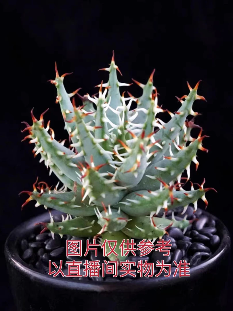黑魔殿 十二卷属芦荟 多肉植物