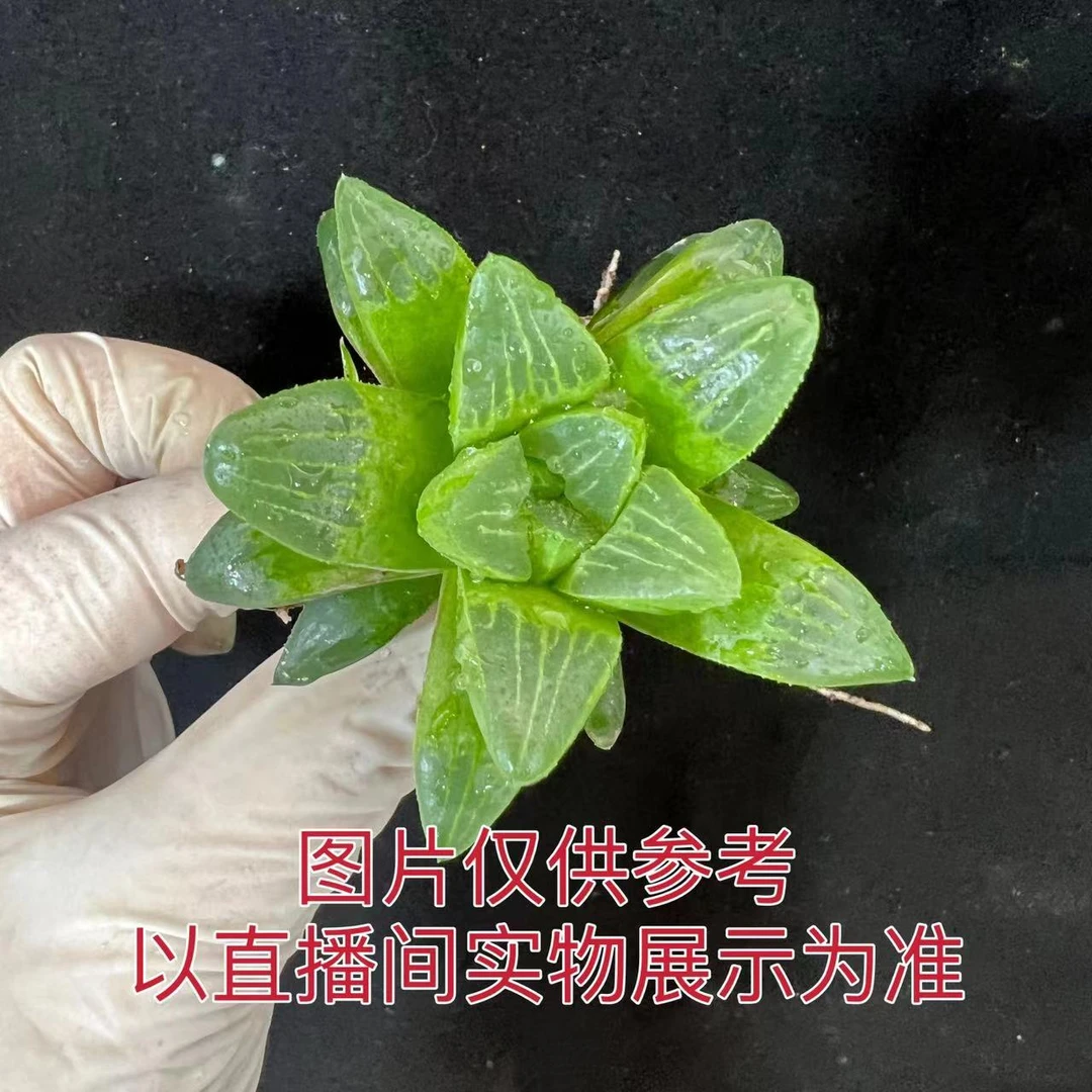 （满18包邮）小号姬寿玉露 十二卷 多肉植物