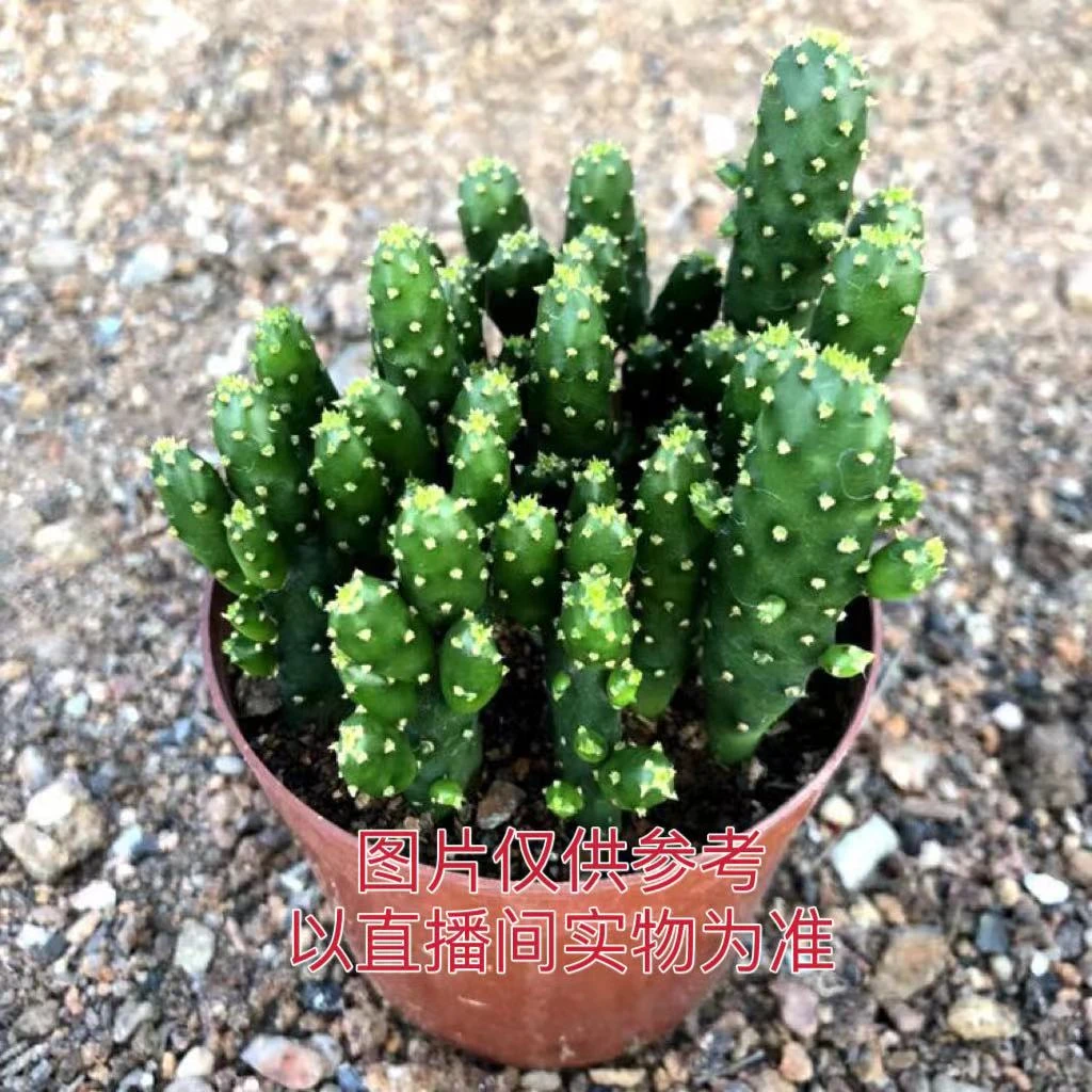 中号摇钱树无刺仙人掌  多肉植物 散群裸根发货（满18包邮）