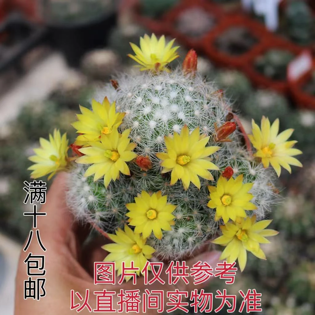 多头芳香丸仙人球 球体软不是坏的