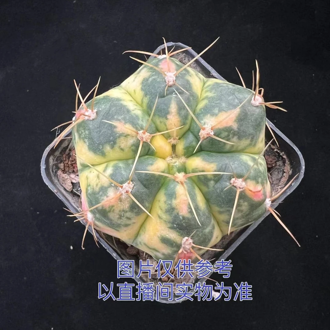 特小号海王锦 3cm仙人球 自然锦 自根