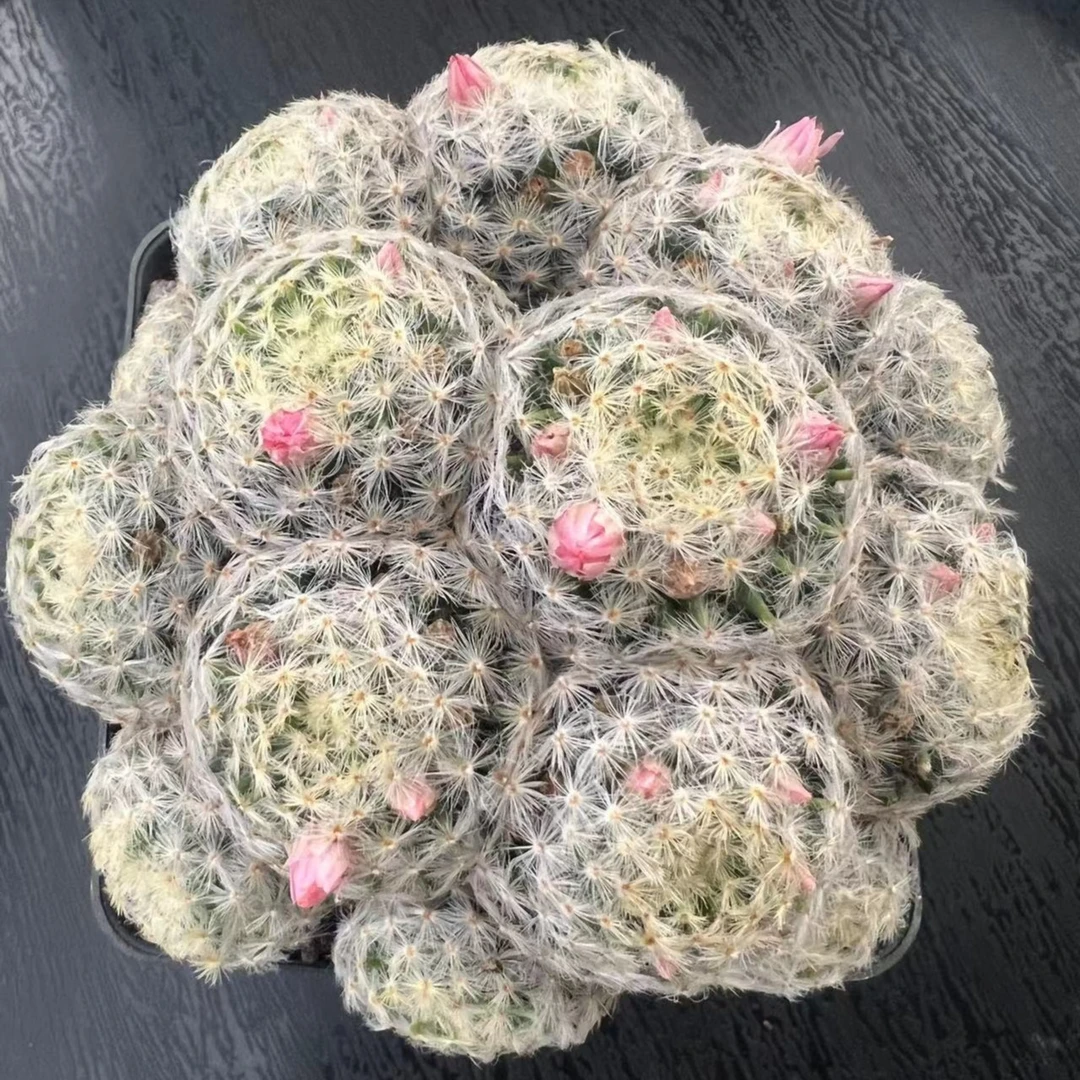 多头粉花明星   软刺仙人球 软的不是坏的