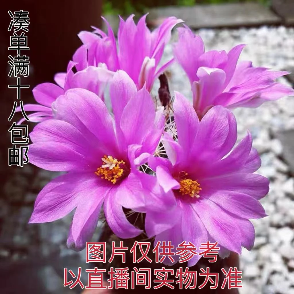 （满18元包邮）小号蓬莱宫仙人球3-4cm裸根发货