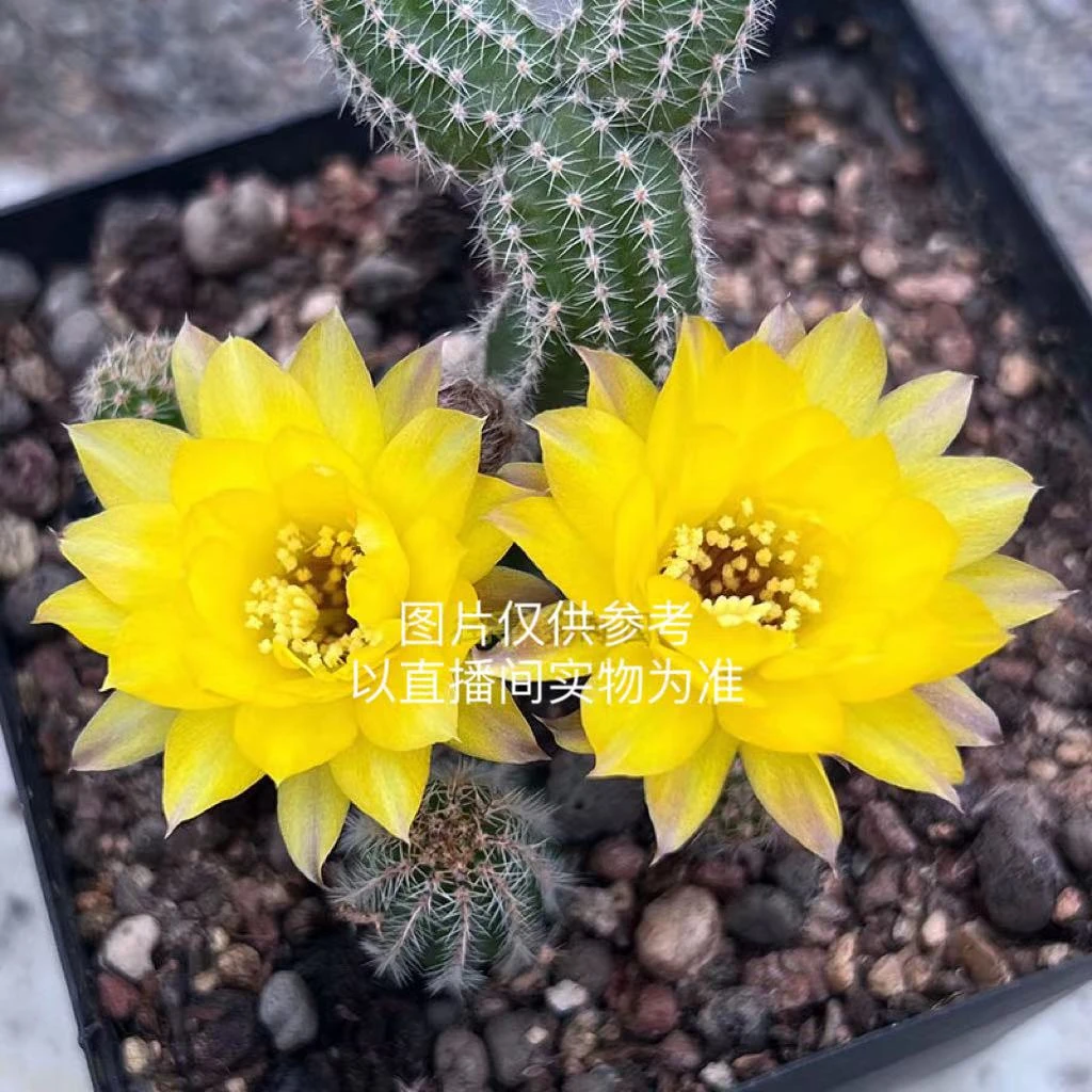 小号普拉白檀 黄花白檀 仙人掌 （满18包邮）