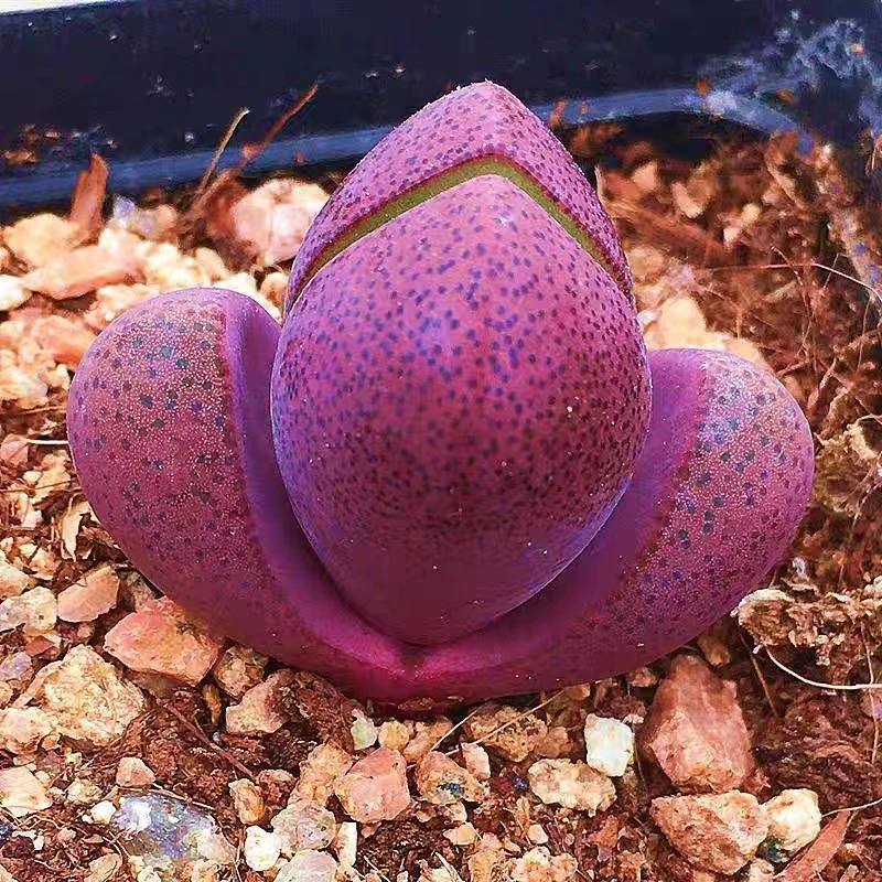 （满18包邮）紫帝玉  紫元宝 尺寸小 多肉植物