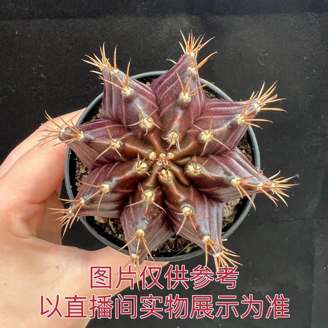 中号油面黑牡丹仙人球5-6cm 带育苗盆发货