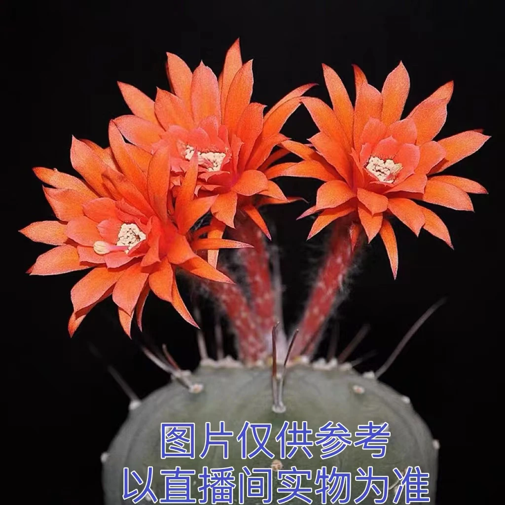 中号红花奇仙玉 仙人球（满18元包邮）