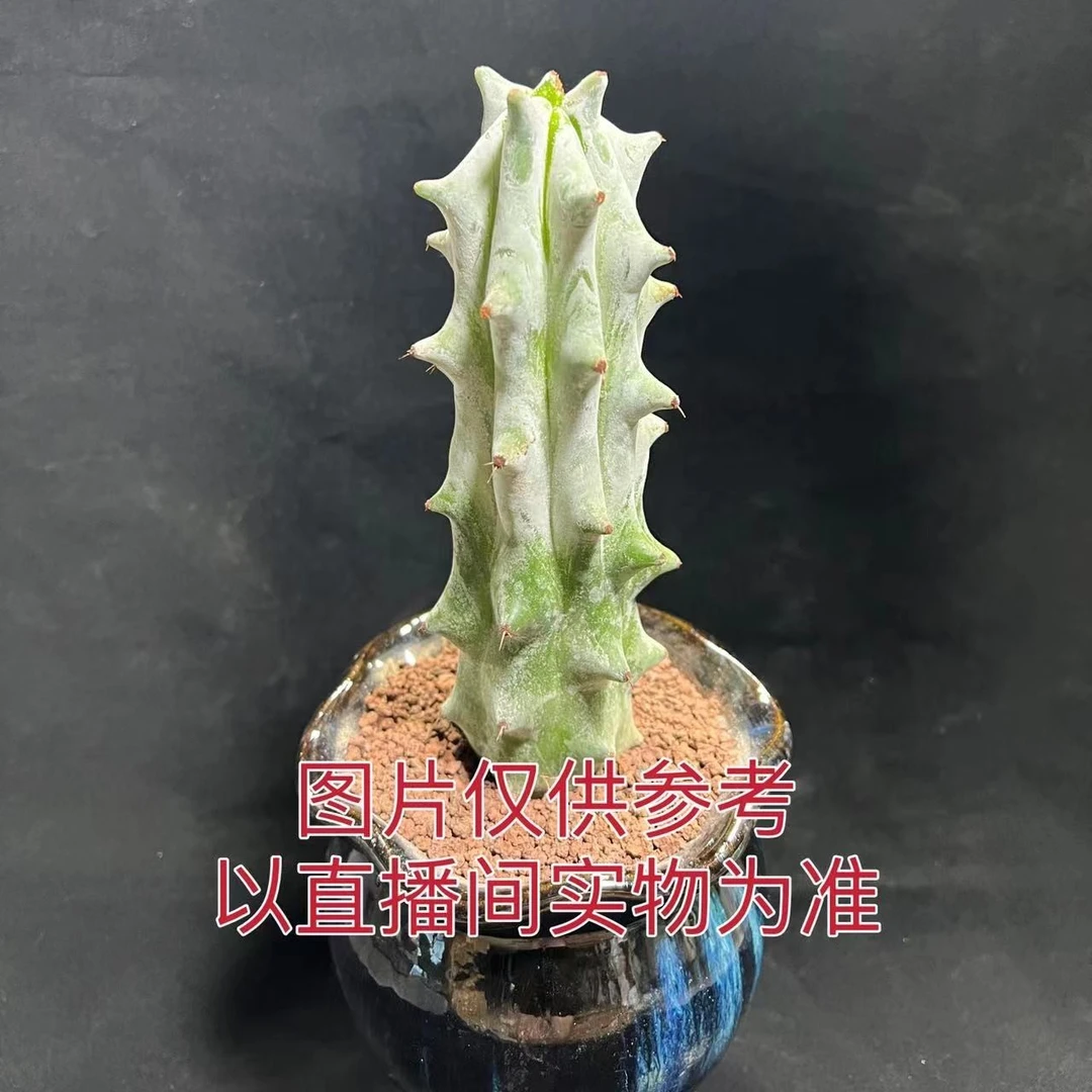 雷斧阁 仙人柱（裸根不带盆）