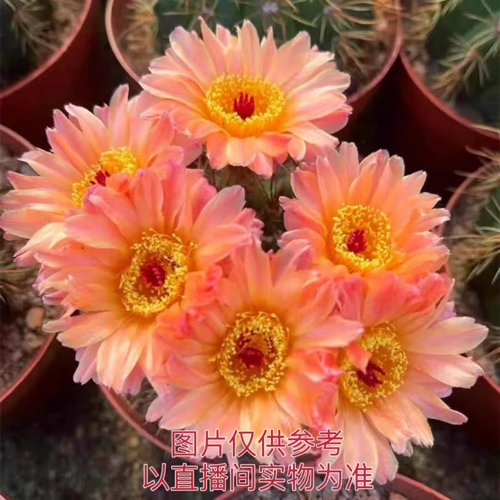 （满18包邮）中号实生根橙花青王仙人球 冠幅6-7cm裸根发货