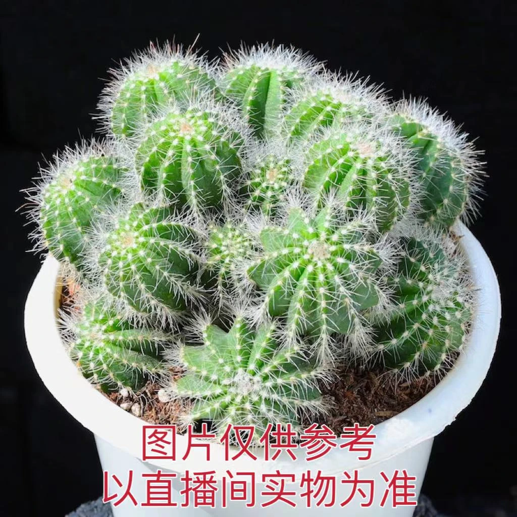 大盆多头黄银光 仙人球一物一拍