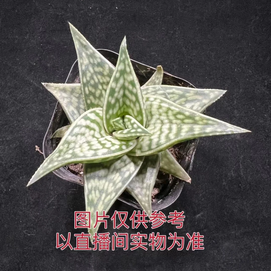 （满18包邮）小号姬千代芦荟 十二卷属 多肉植物