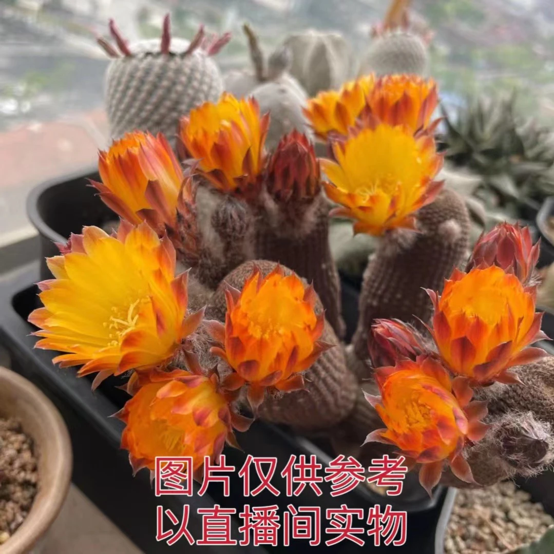 多头黑蝎子 宝山属 无刺仙人球 （满18包邮）