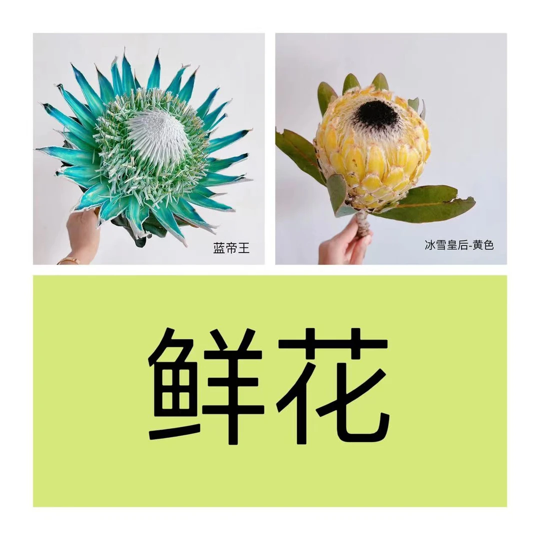 帝王花材展示链接vip私人定制鲜花花束套餐花材家庭插花