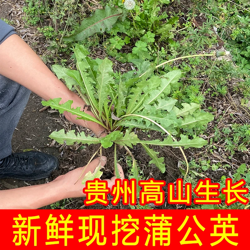 贵州高山野生新鲜现挖蒲公英带根发货