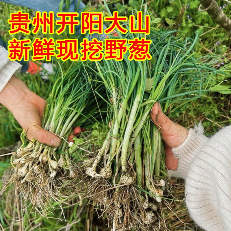 贵州开阳高山野葱小葱苦蒜山葱现挖现发露天生长新鲜发货