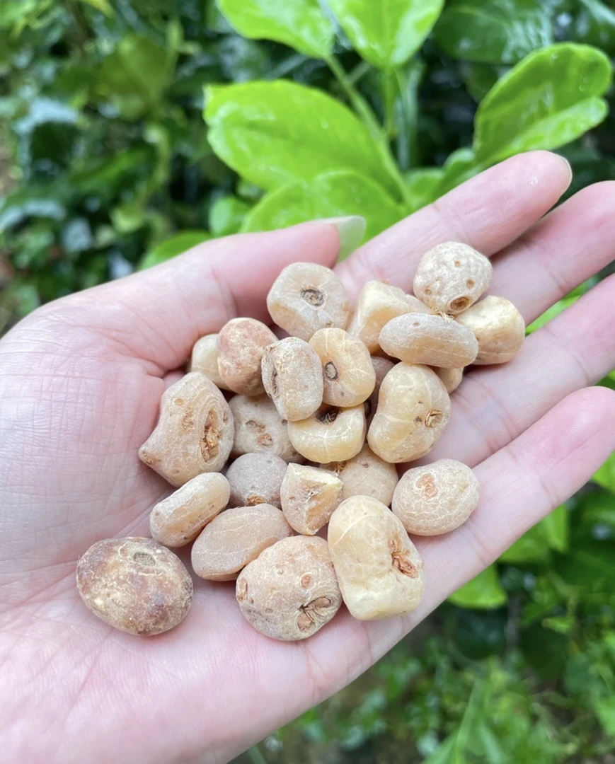 农家土特产（宇～晃～淡-菇）