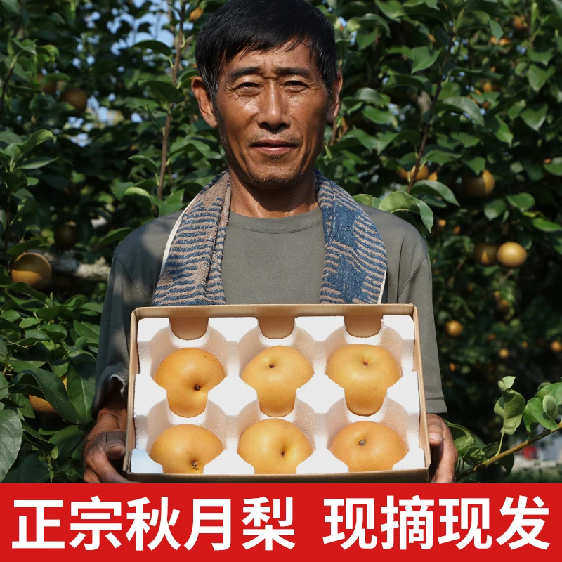 安徽正宗秋月梨新鲜水果当季梨园现摘现发产地直发中秋礼盒甜多汁