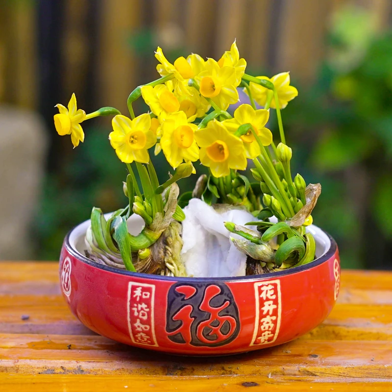 【雕刻水仙】带盆金水仙花春节送礼年宵花摆放低温培养叶子