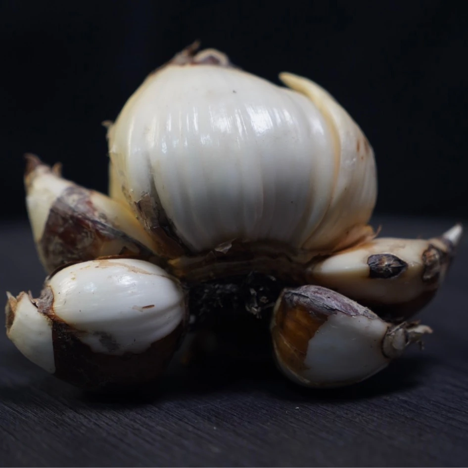 【单种球】金盏银台白花水仙种球春节水仙花低温