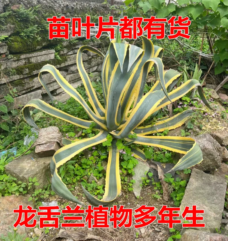 天然金边龙舌兰苗叶片可种植乡村直供一斤包邮泡茶泡酒绿植居家观