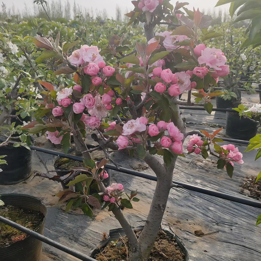 精品盆栽苗木（一物一拍）