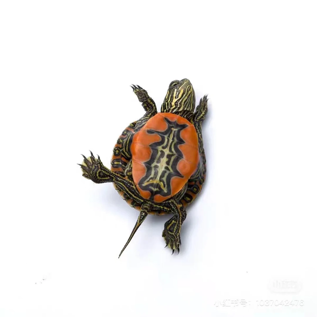 西锦龟互动性观赏性推荐新手人工养殖