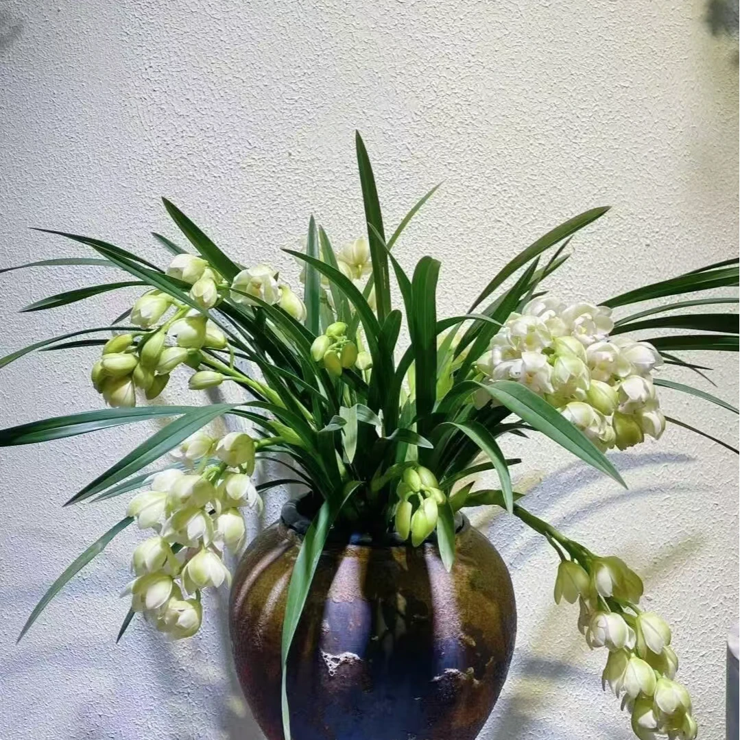 【白玉香兰】兰花白玉香兰桌面款栽种好带花苞发货