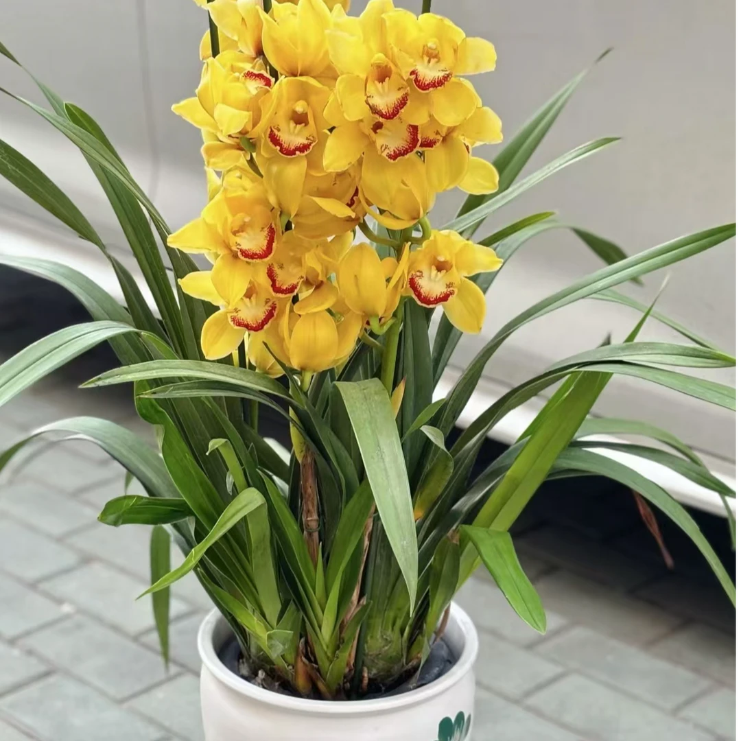 【黄金岁月】黄色大花蕙兰落地款栽种好带花苞发货