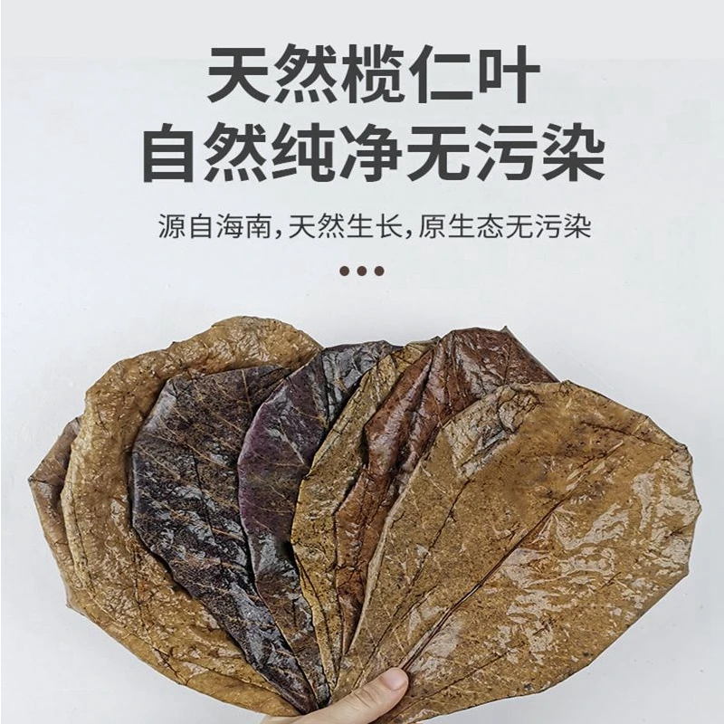 鱼缸龟缸降酸调节Ph值水族榄仁叶