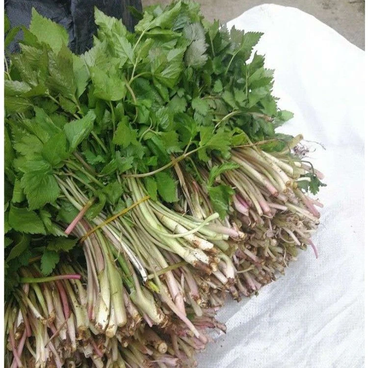 东北春季山野菜大叶芹现采现发新鲜到家炒肉做馅1斤包邮