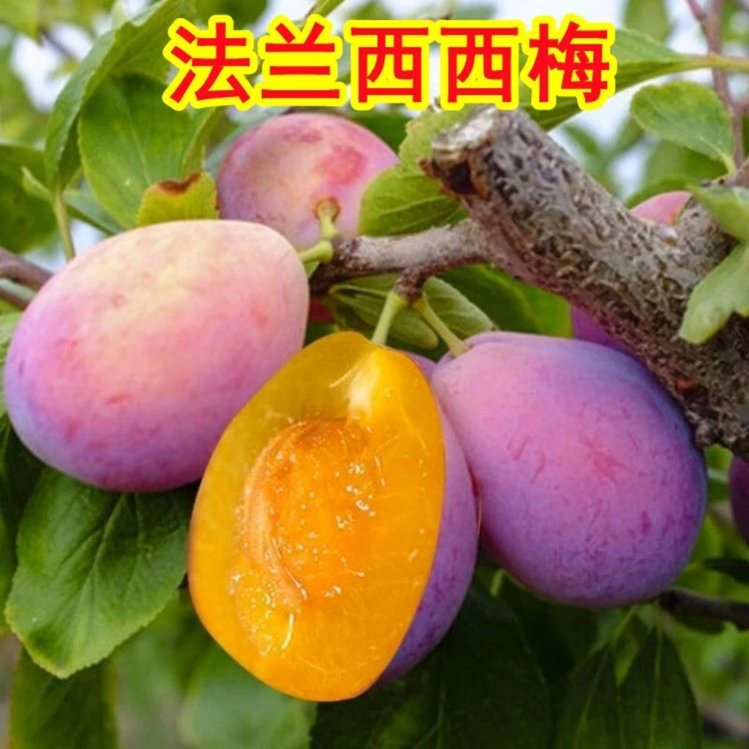 西梅皇后法兰西梅女神【当年结果】纯甜蓝蜜西梅树嫁接苗地栽盆栽