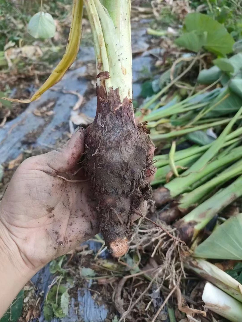 正宗广东乐昌张炮弹香芋仔带苗（可当种子）