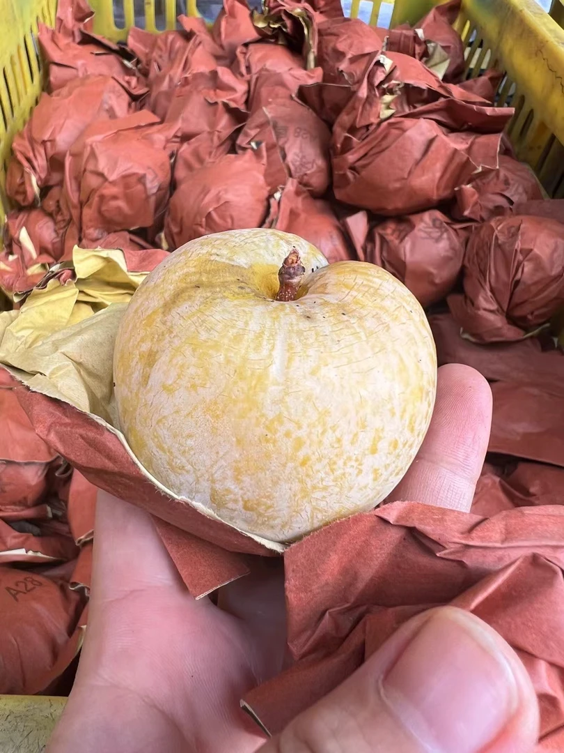 广东省乐昌九峰山黄金奈李