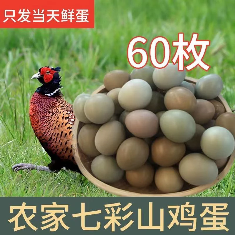 七彩山鸡蛋60枚装破损包赔