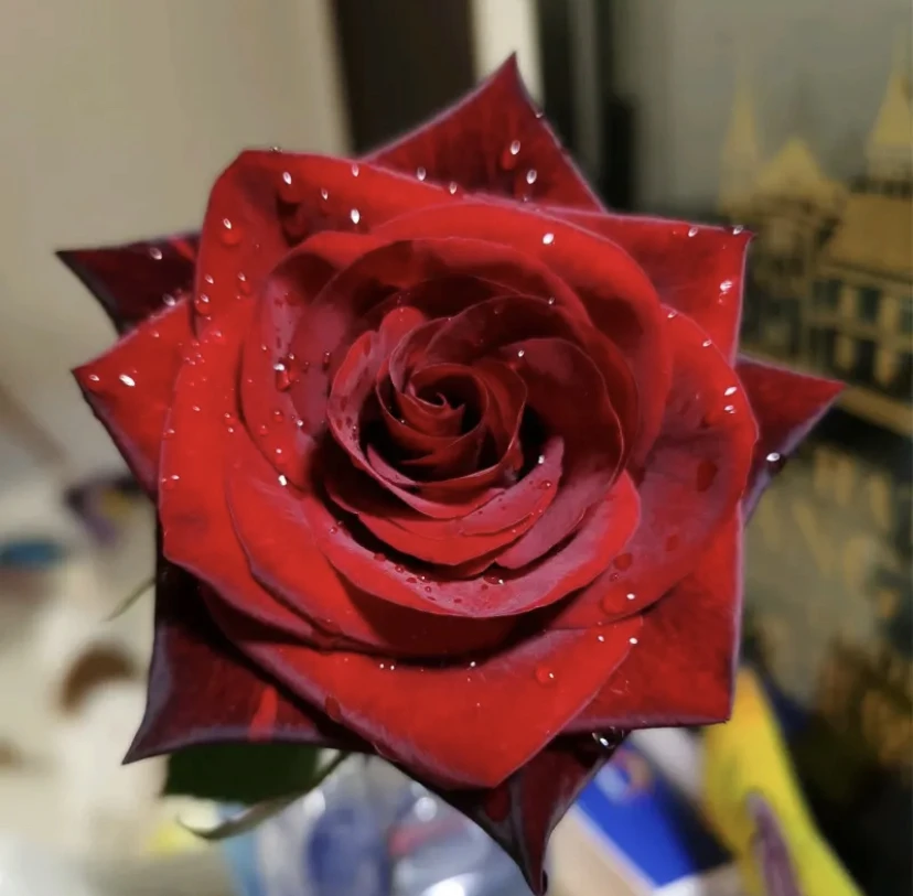 黑魔术切花月季 抗病性强 花瓣厚实 花瓣绒质 单花花期长 观赏期