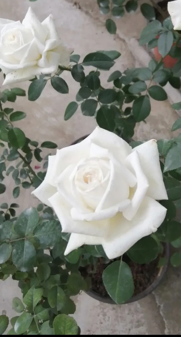 珍妮莫罗 灌木月季 花大厚实 大花浓香 可作切花 花期长