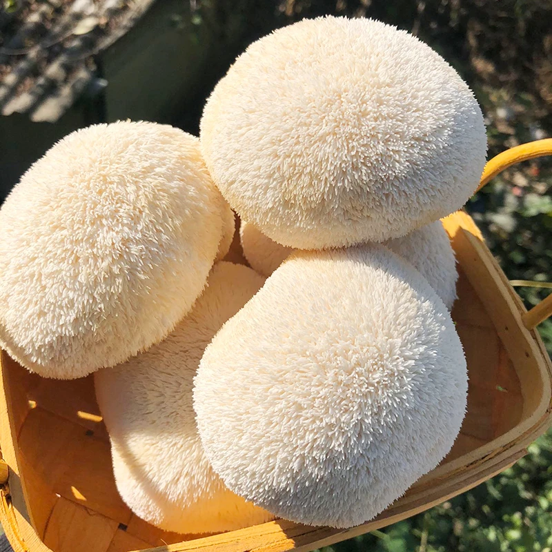 新鲜猴头菇2斤头茬 古田特产猴菇煲汤现采现发当季新鲜猴头菇